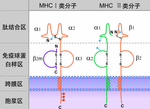 hlab27阳性一定是强直性脊柱炎吗